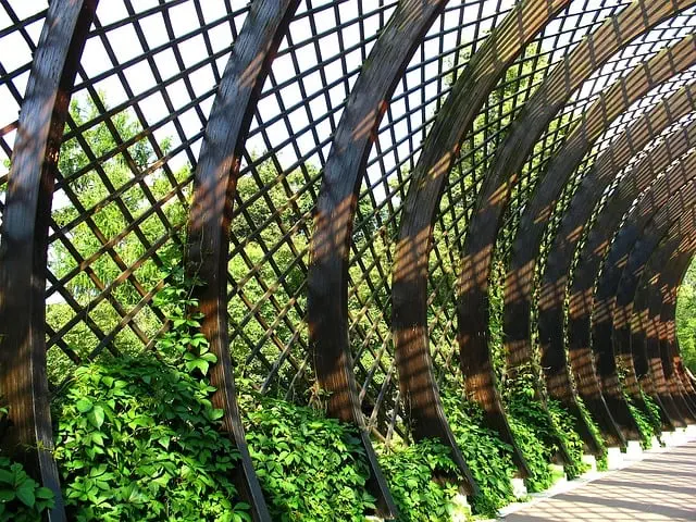 Kratom: Unlocking Natural Energy, Understanding Liver Effects