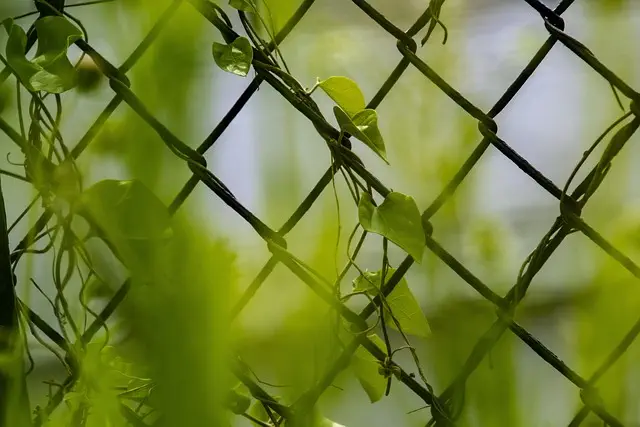 Kratom for Muscle Soreness: Legal Relief Options in Indiana